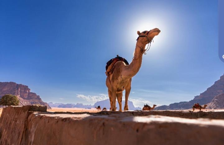 Joy To Wadi Rum Eksteriør bilde